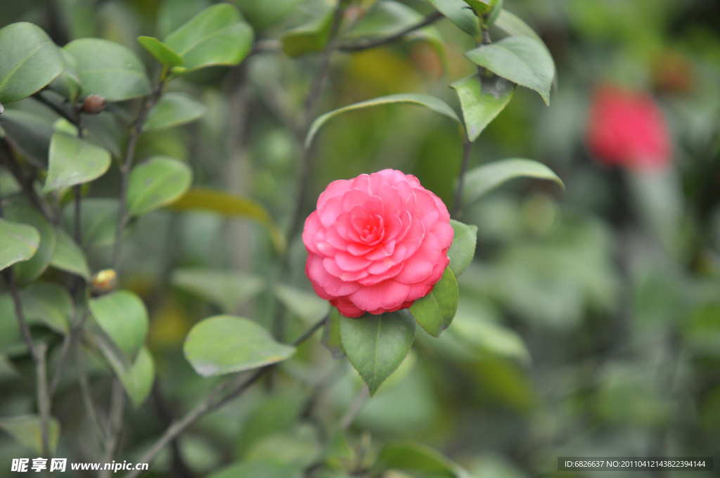 山茶花