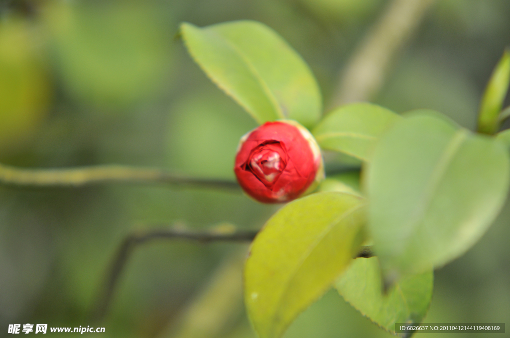茶花