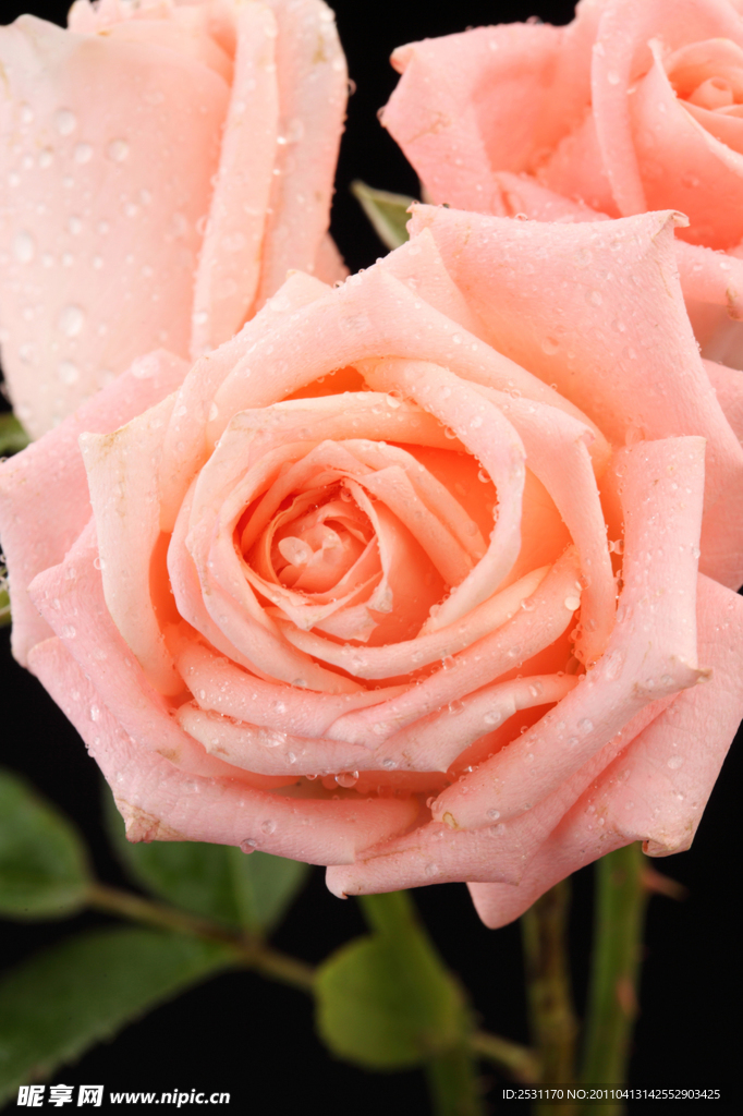 玫瑰花蕊