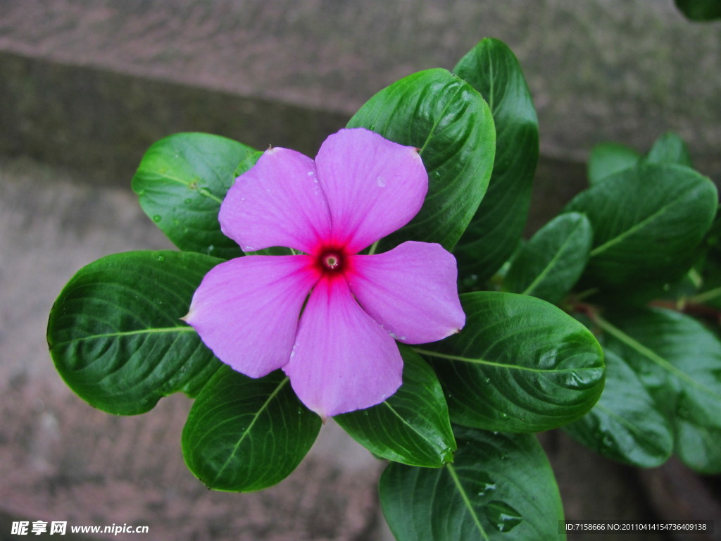 蝴蝶蘭花