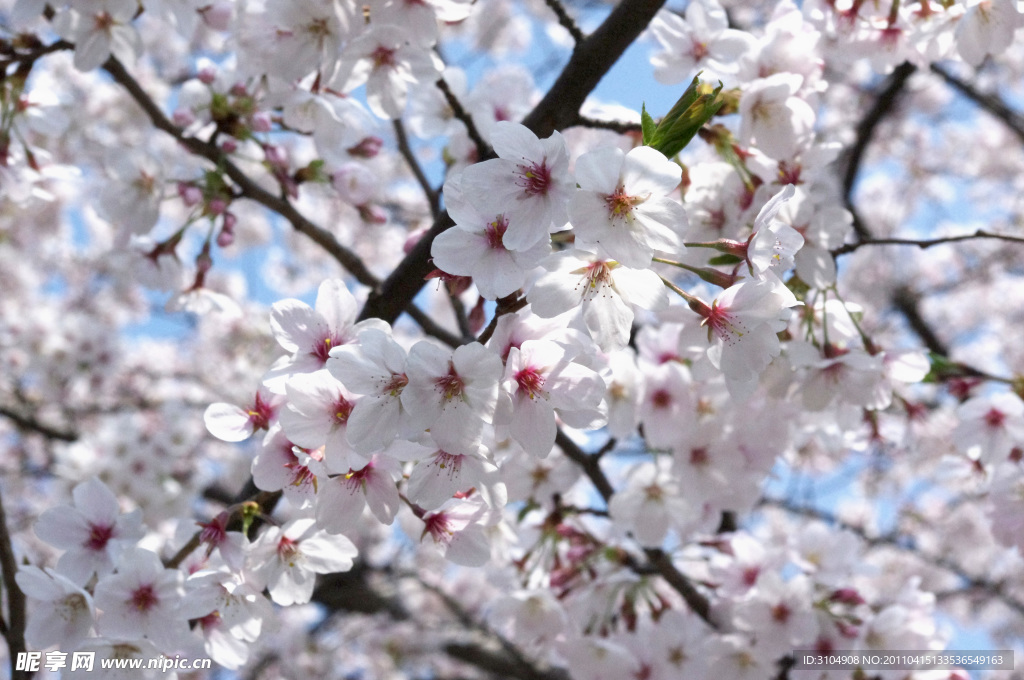 櫻花