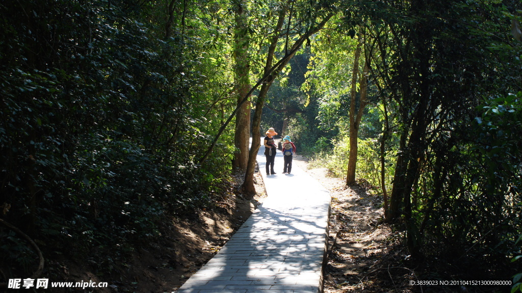 野象谷林蔭小路