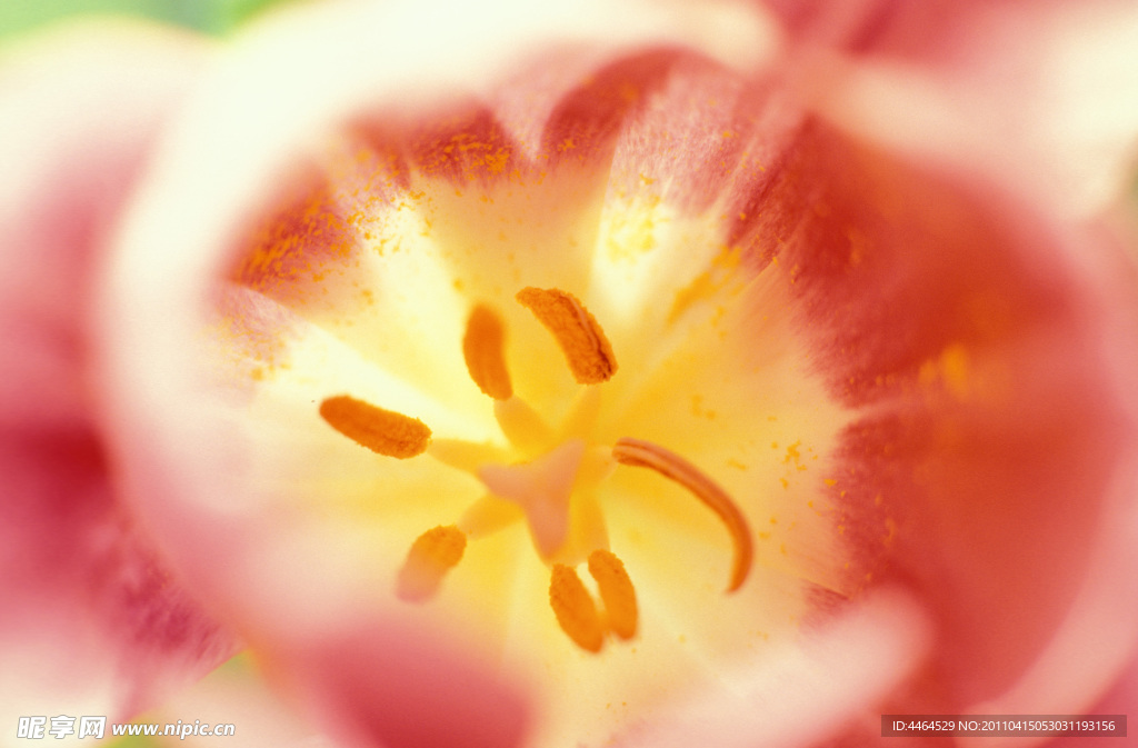 花蕊