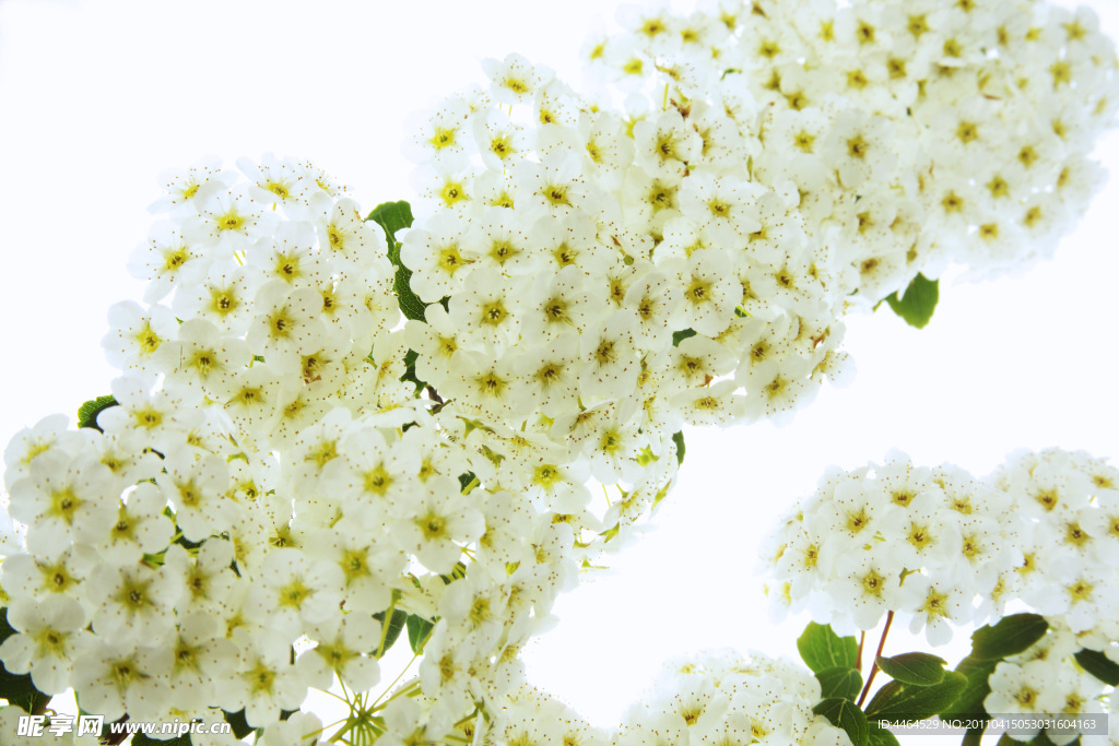 鮮花梨花