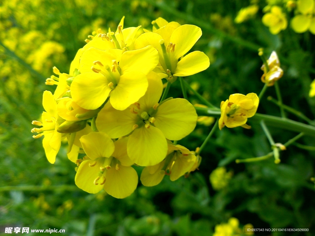 油菜花兒