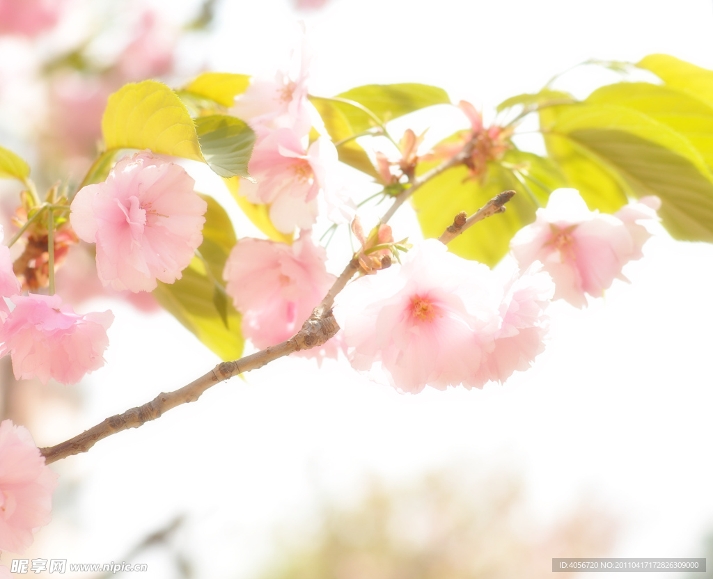 朦朧的櫻花