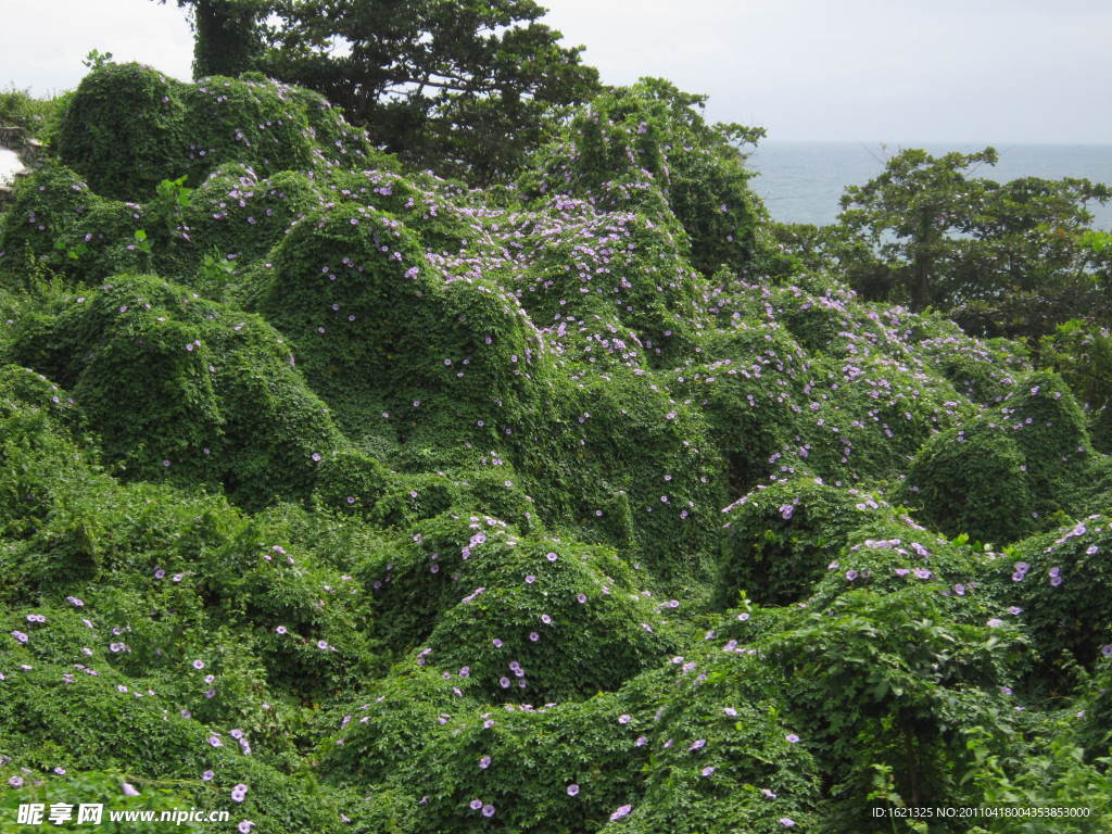 蜈支洲島野牽牛花