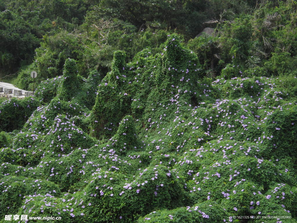蜈支洲島野牽牛花