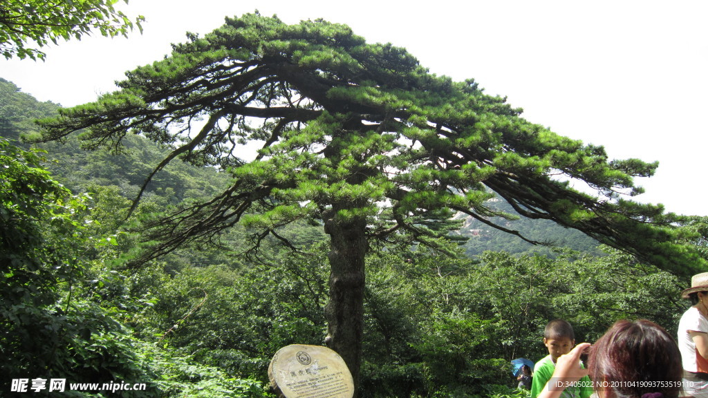 黑虎松
