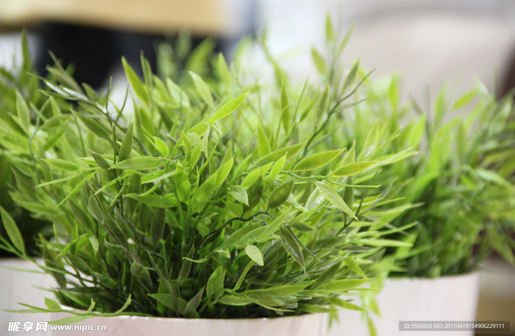 綠色植物