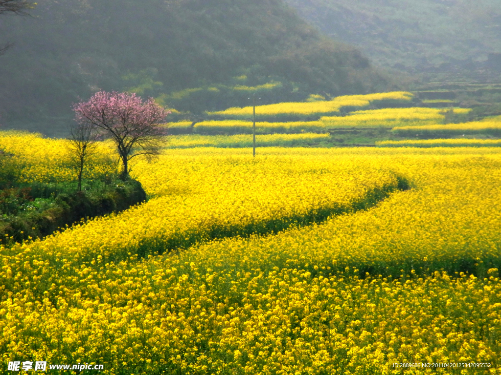 油菜花