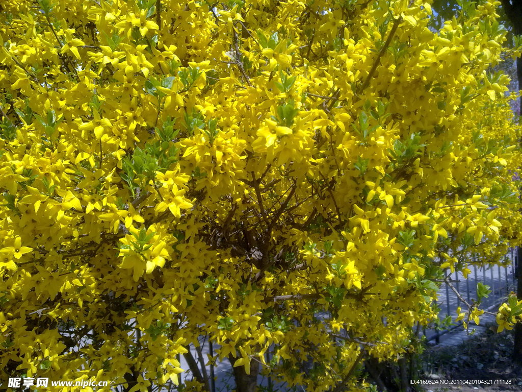 迎春花