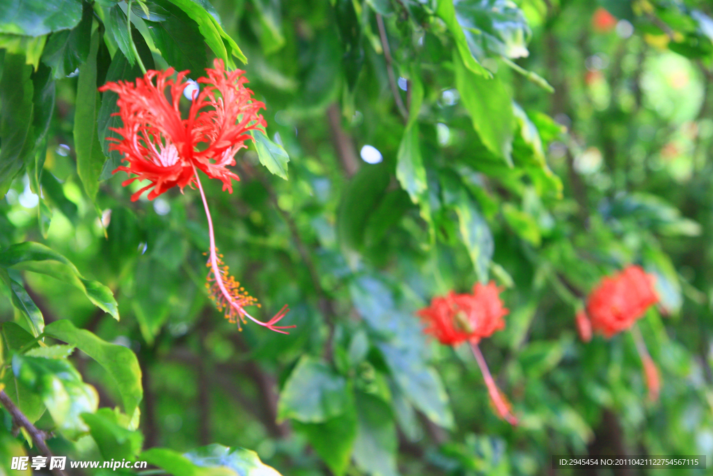 花草