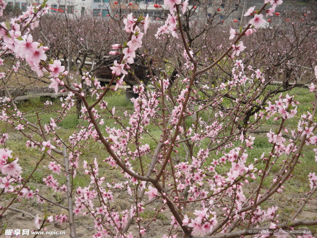 桃花 背景