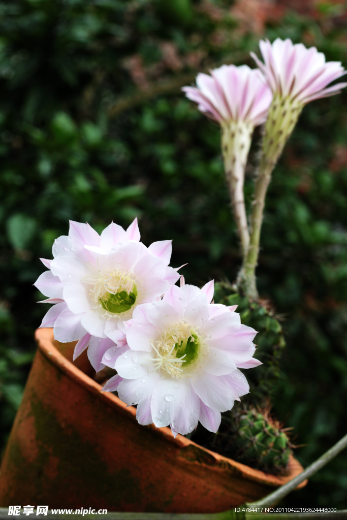 仙人球花