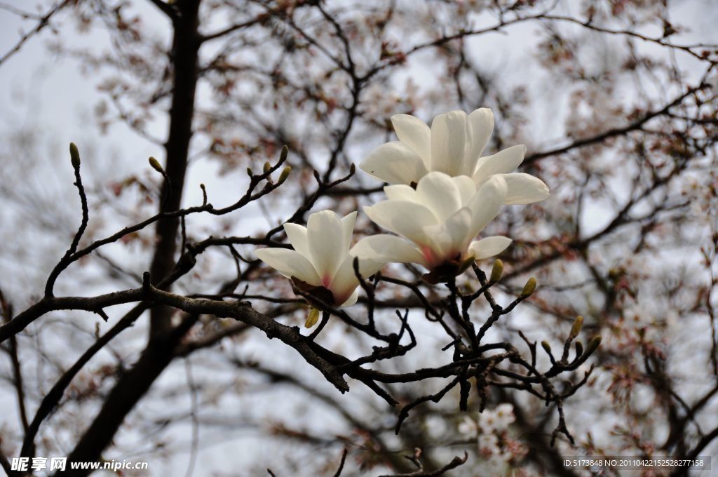 玉蘭花