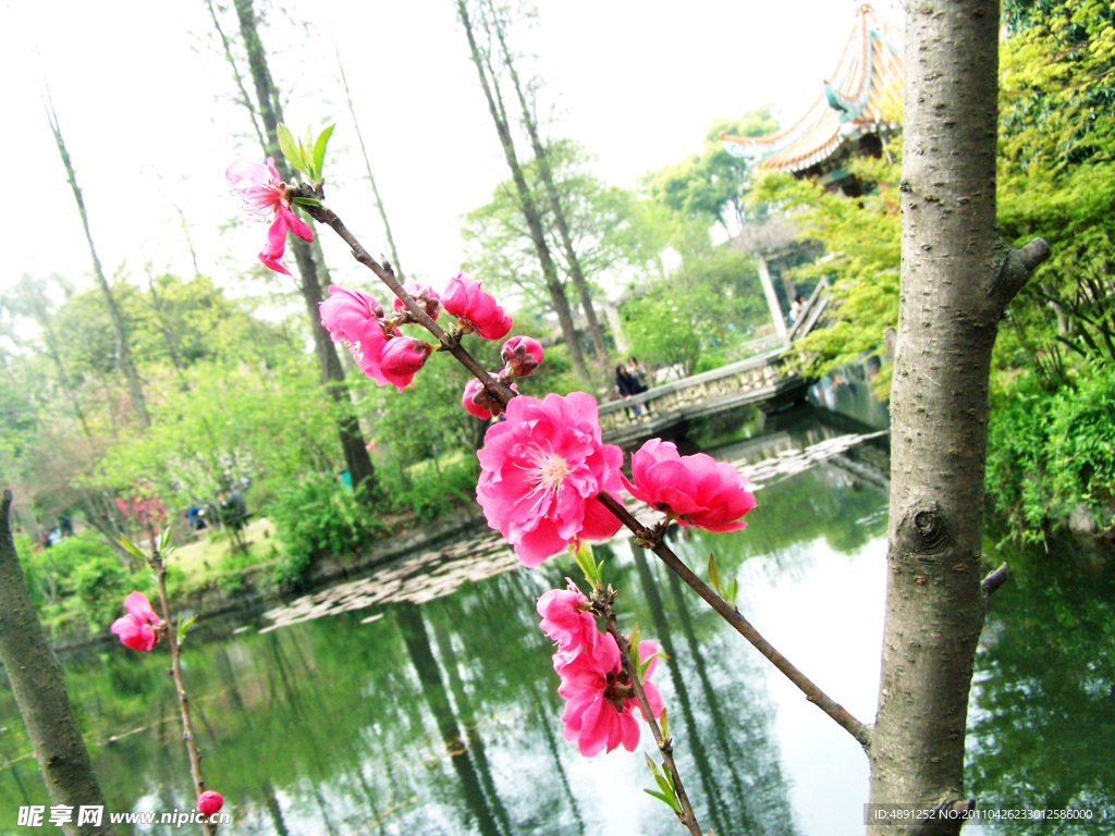 桃花