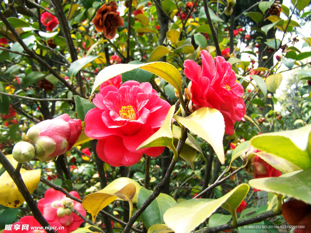 茶花