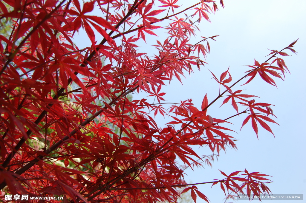 紅樹葉