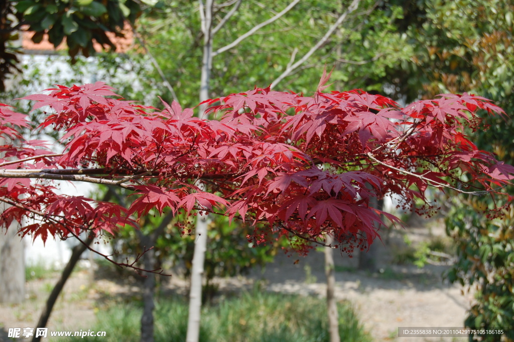 紅楓葉
