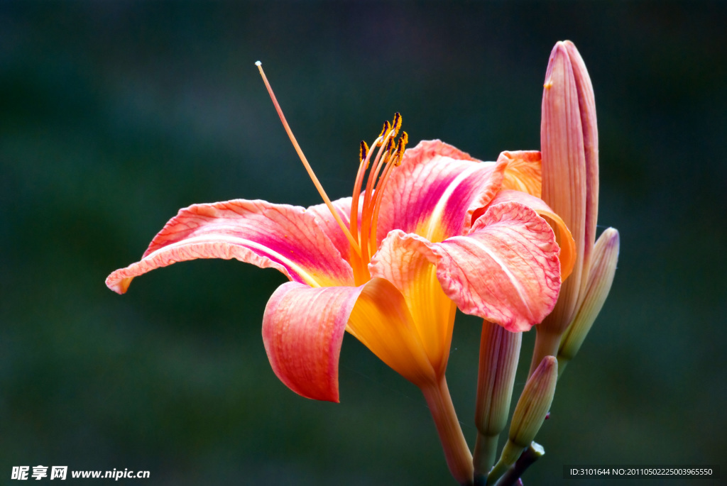 粉紅百合花