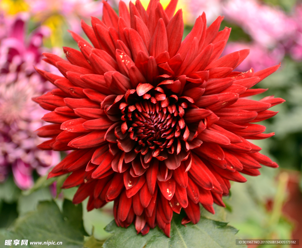 紅菊花