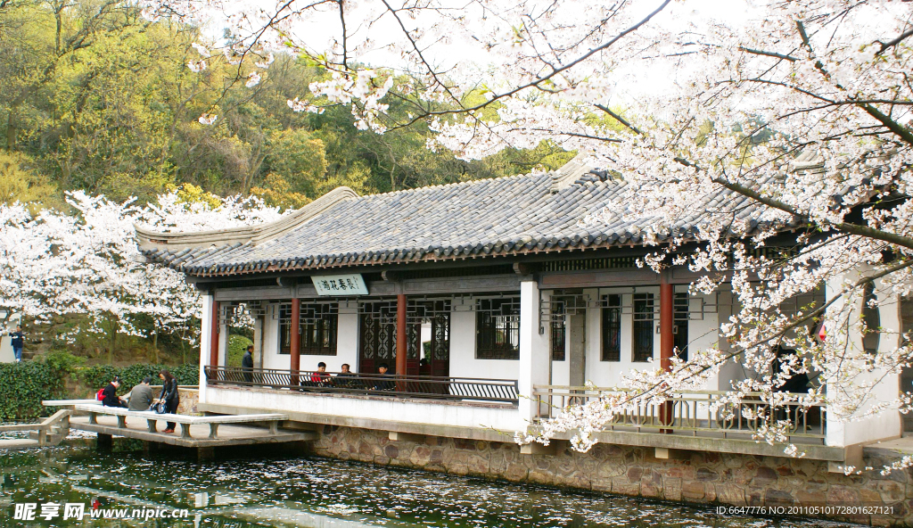 黿頭渚櫻花谷
