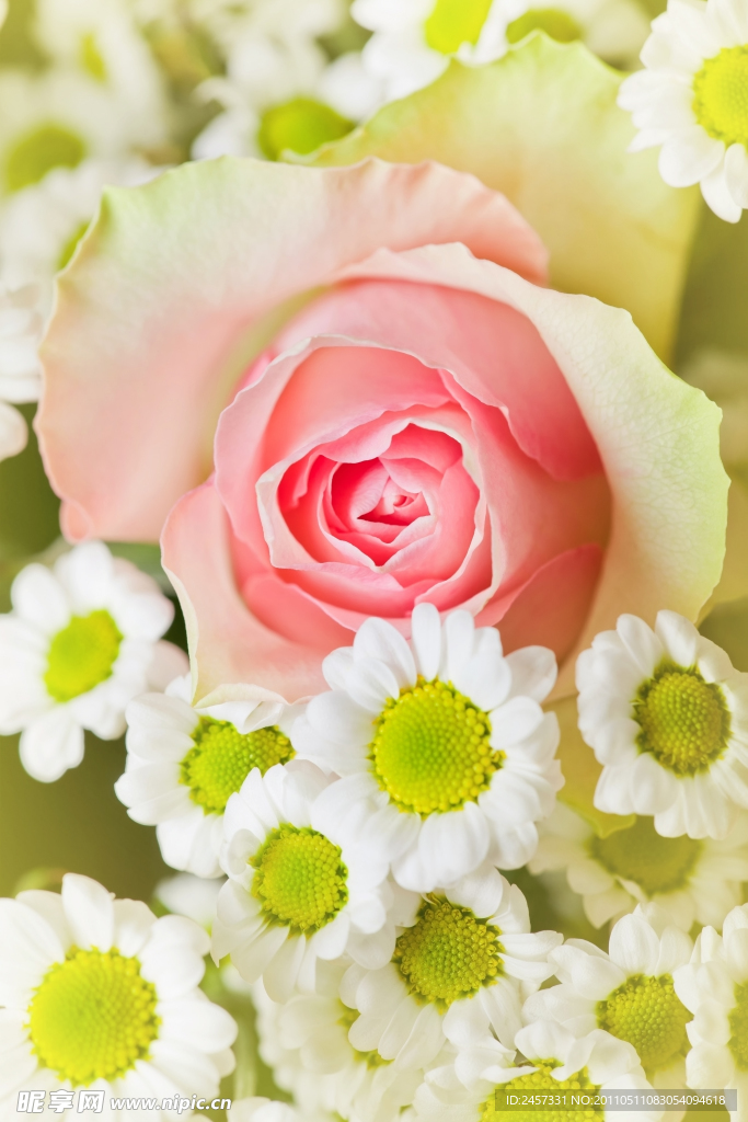 粉玫瑰和菊花