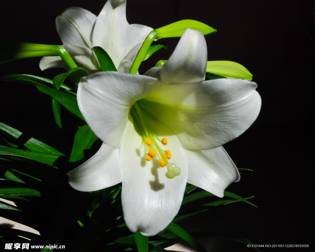 白色百合花