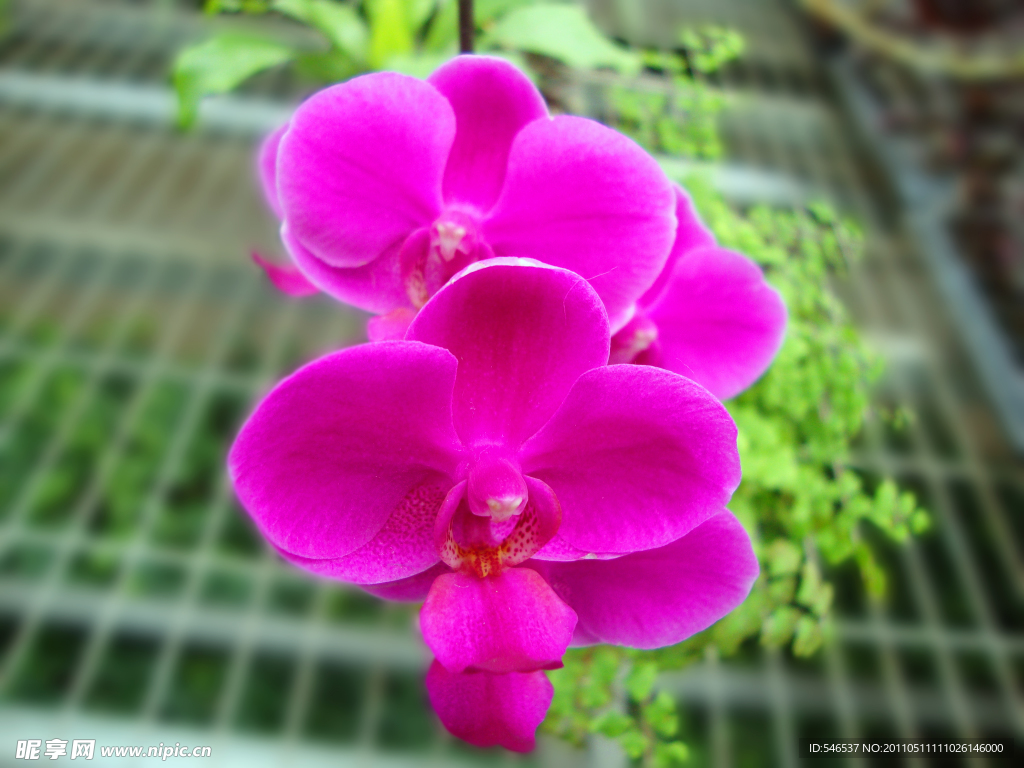 蘭花