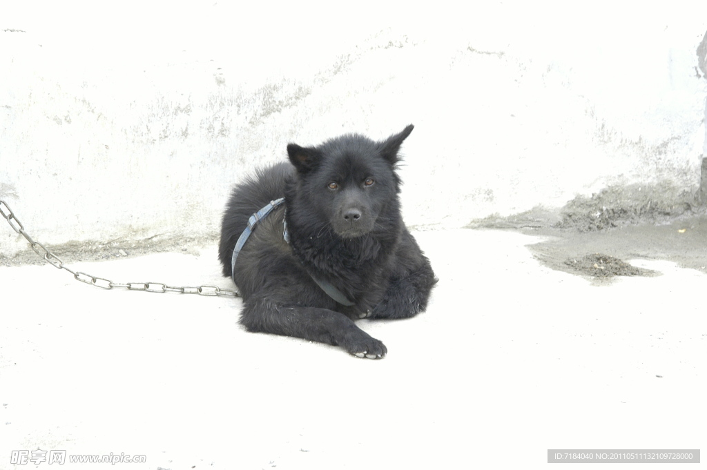 黑狗