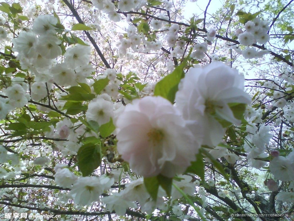 櫻花