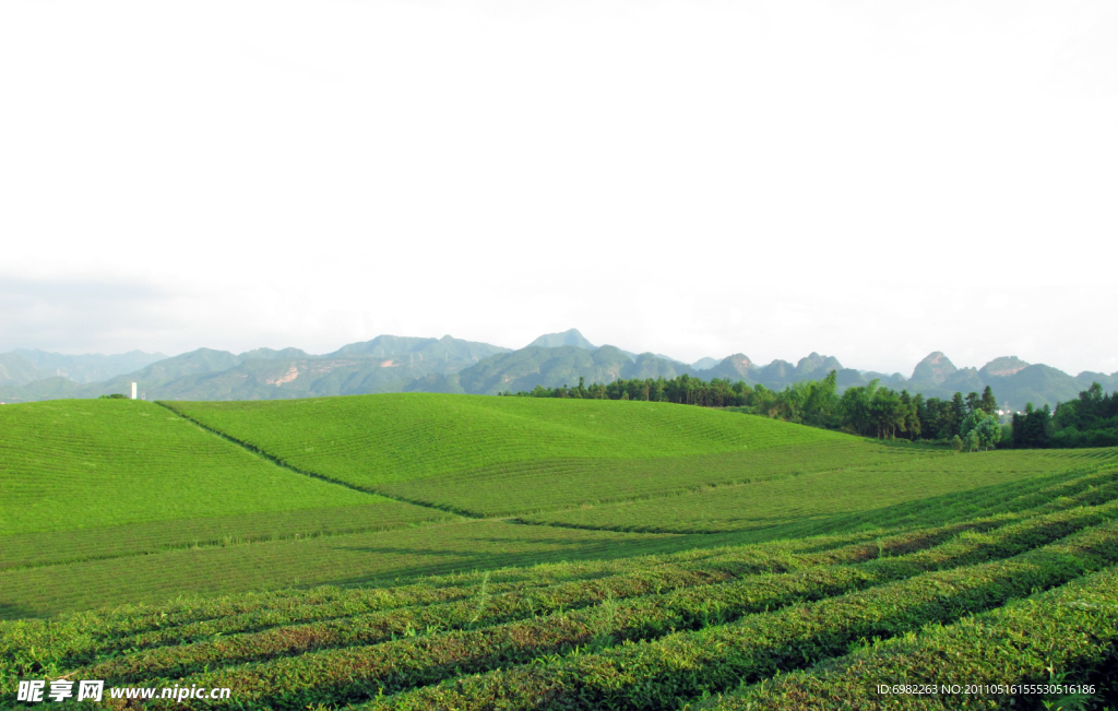 茶場 茶園