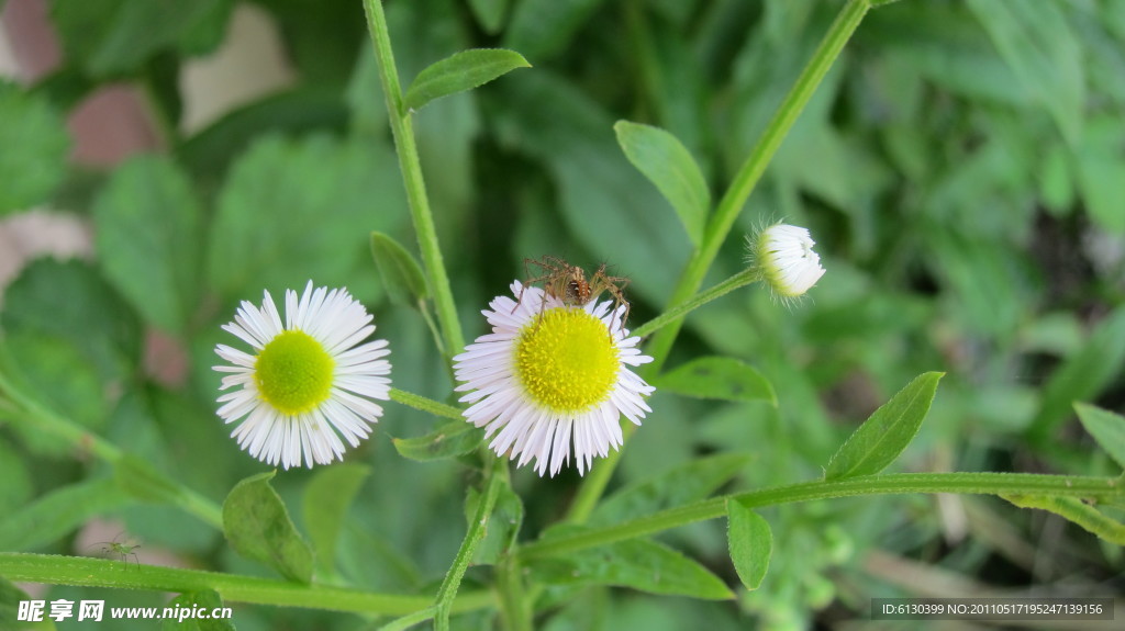 雛菊