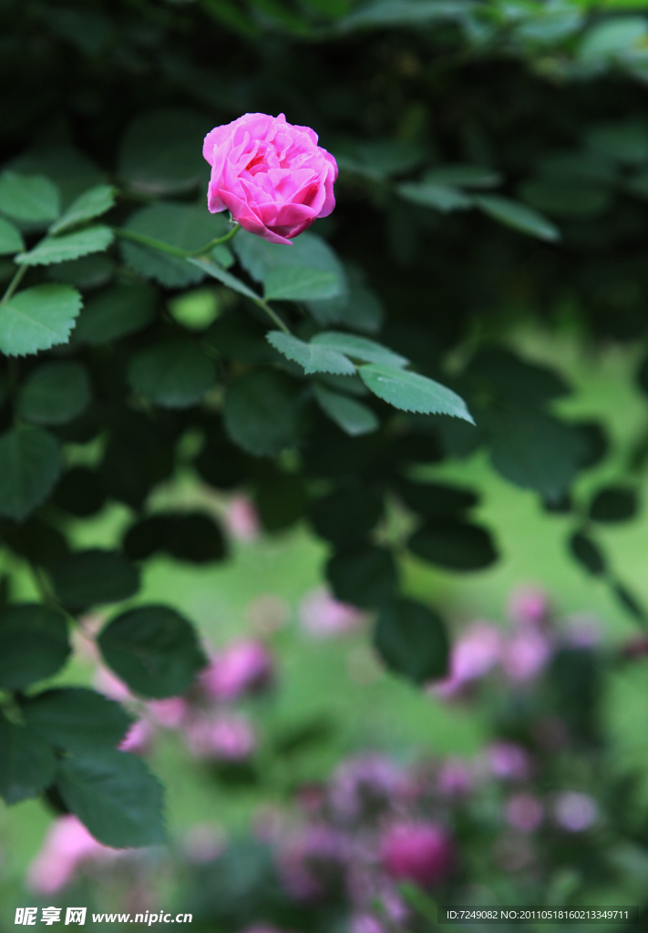 薔薇