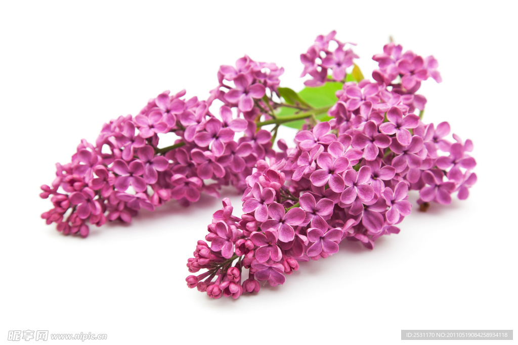 丁香花