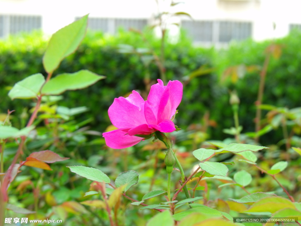 紅色小花