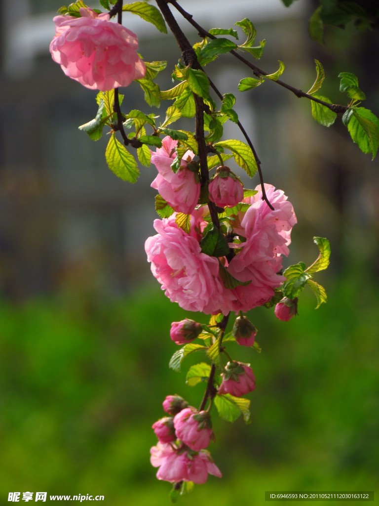 春天桃花
