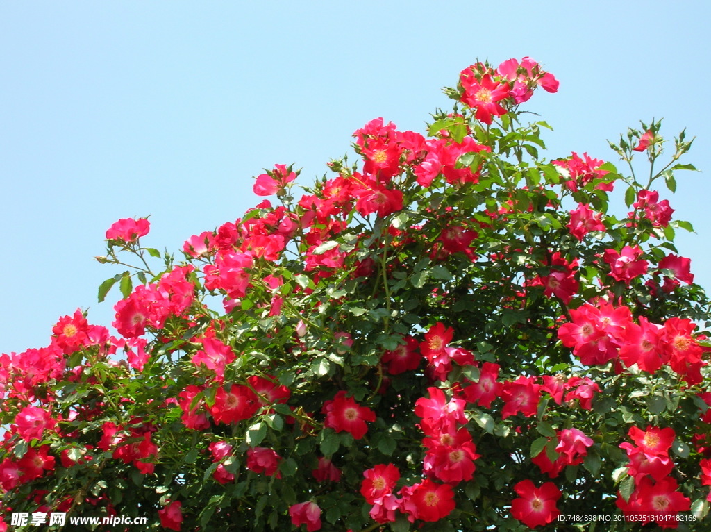 薔薇