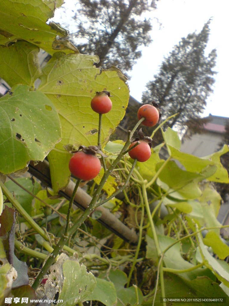 月季花果子