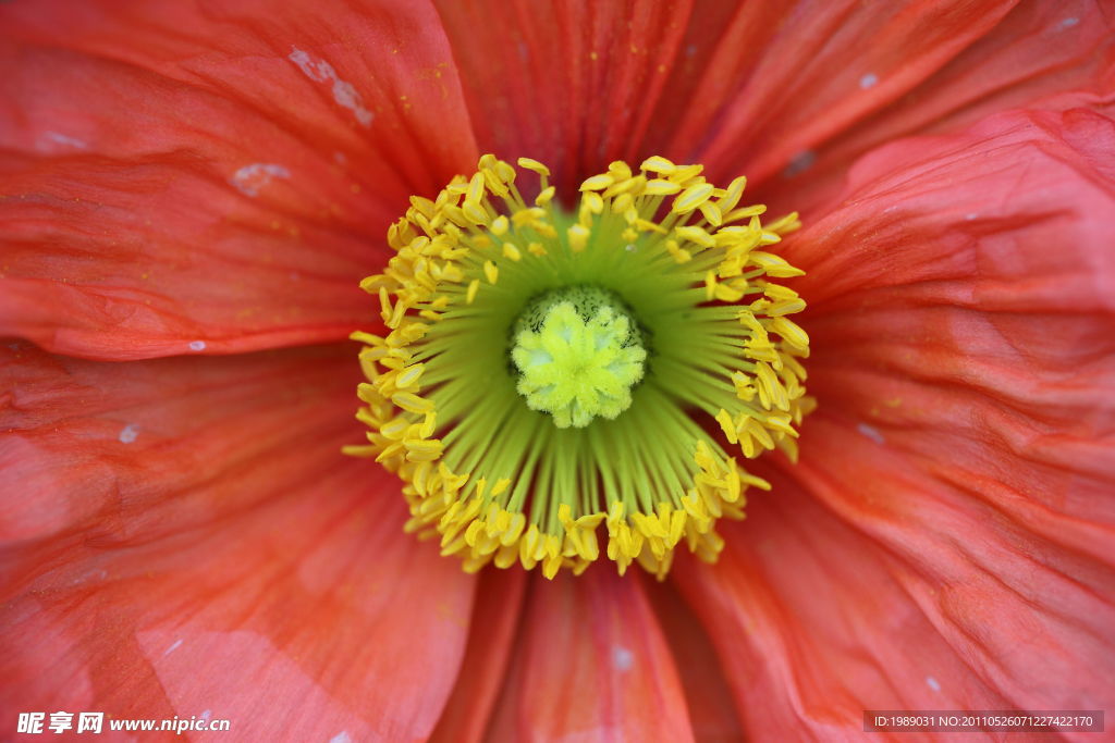 花蕊