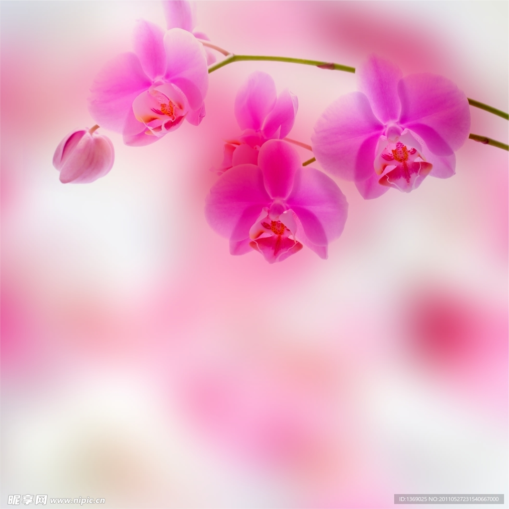 美麗蘭花背景