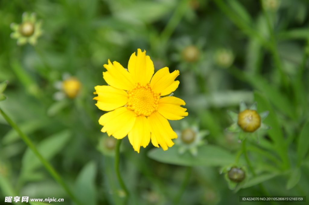 大花金雞菊