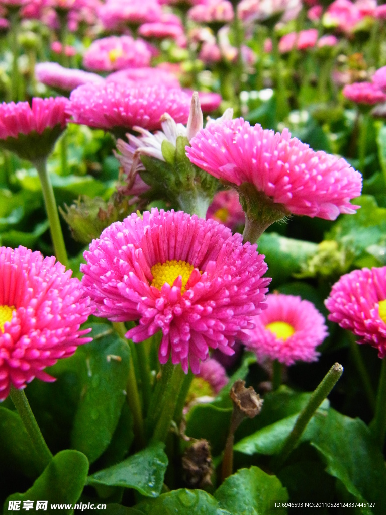 粉色雛菊花