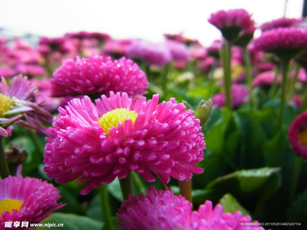 粉色雛菊花