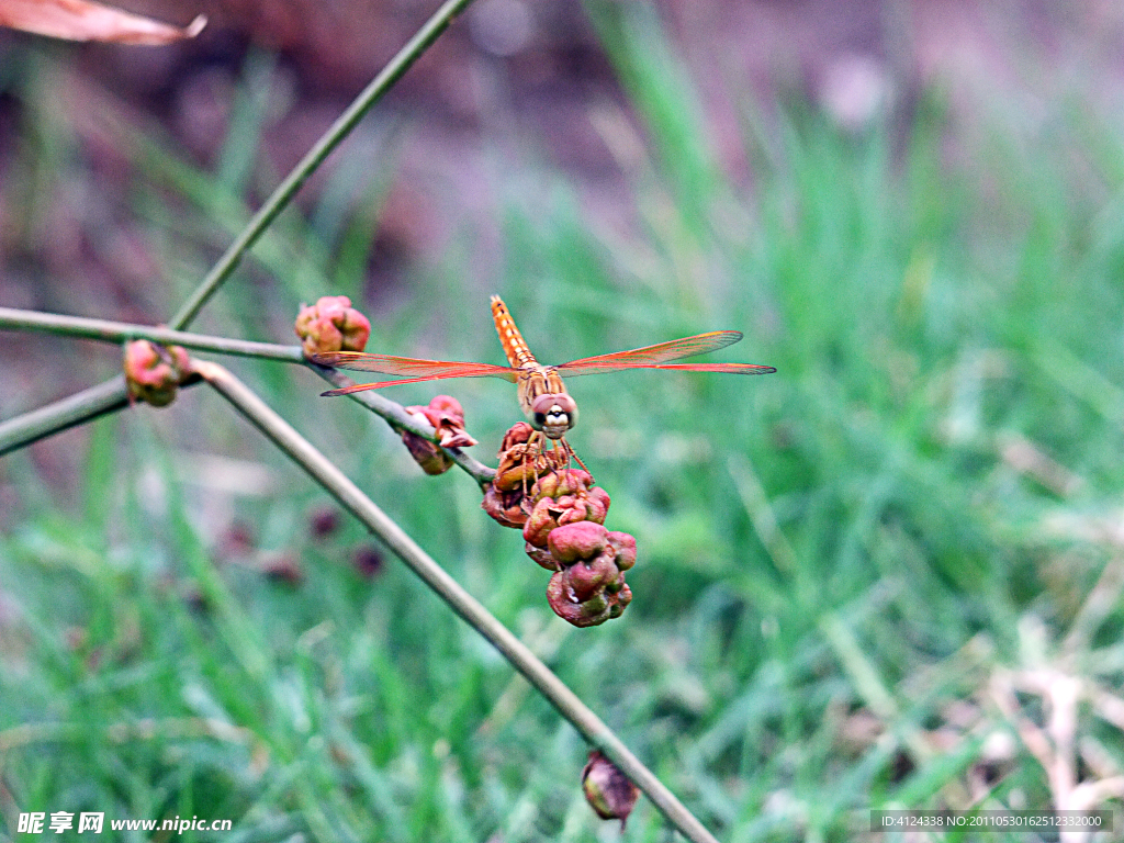 蜻蜓 小草