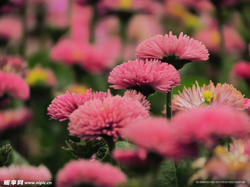粉色雛菊花