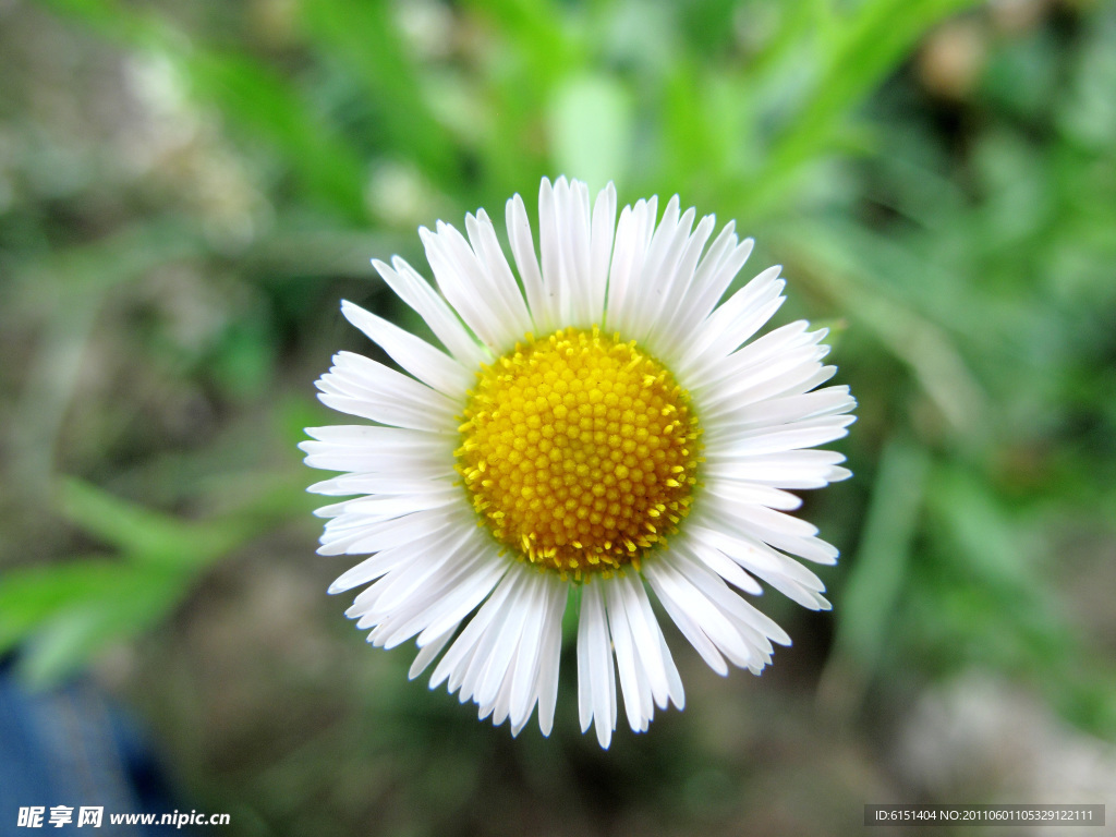太陽花
