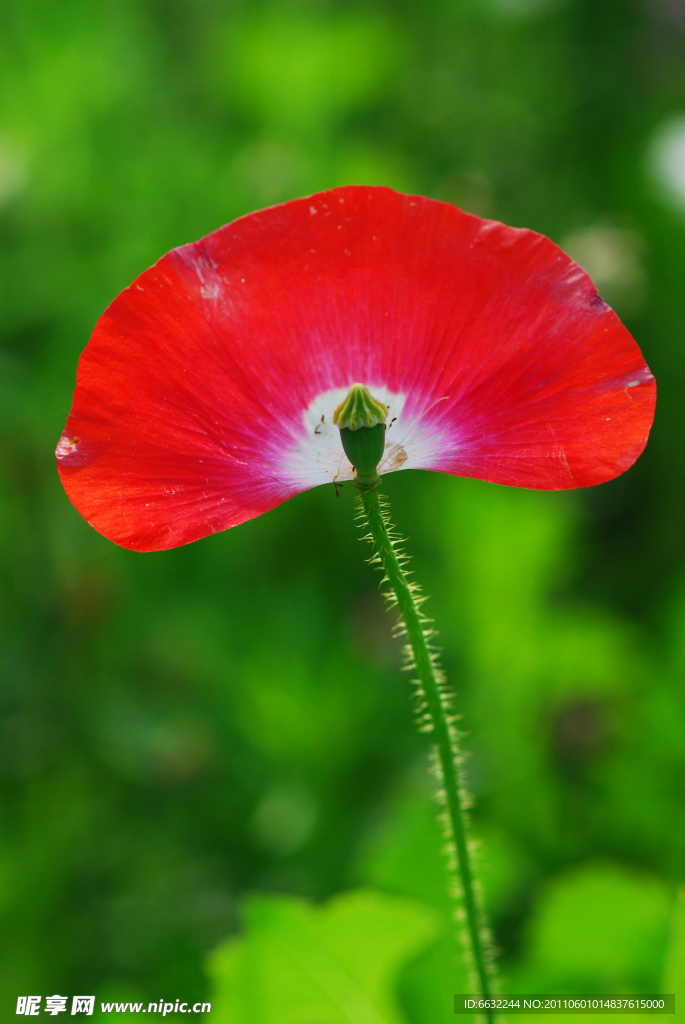 花心
