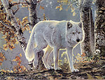 秋天的白狼